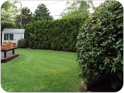 Picture of arborvitaes and lawn