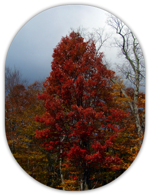Picture of fall foliage tree