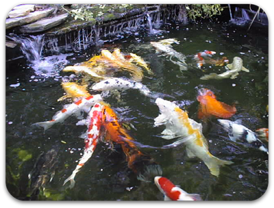 Picture of fish in a japanese koi pond