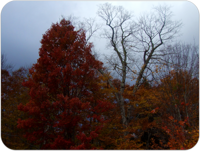Picture of Fall Foliage