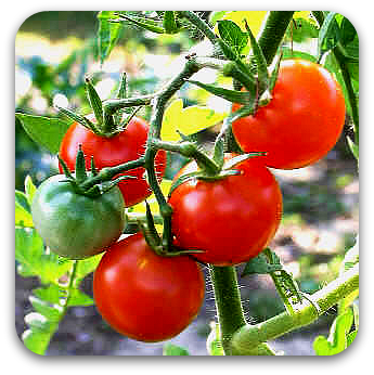 Tomatoes on the vine