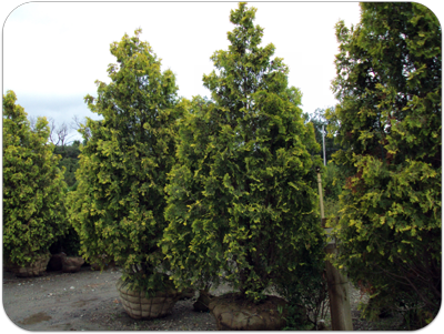 Picture of handpicked arborvitaes at the nursery 